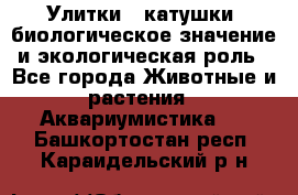 Улитки – катушки: биологическое значение и экологическая роль - Все города Животные и растения » Аквариумистика   . Башкортостан респ.,Караидельский р-н